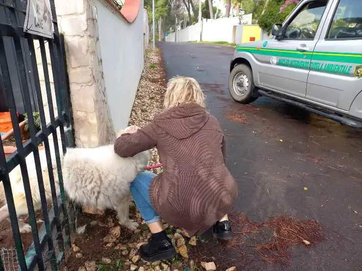 perro atrapado en bares