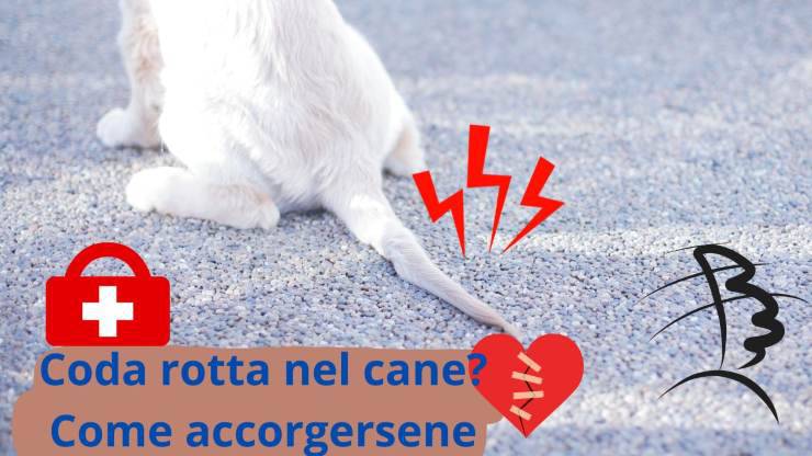 cola de perro