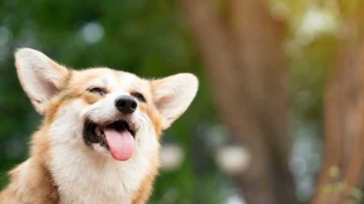 Bienestar canino
