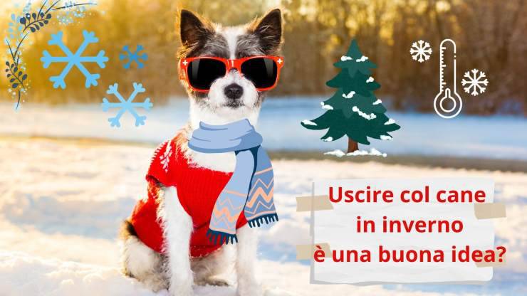 perro en invierno