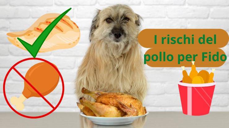 Los riesgos del pollo para el perro
