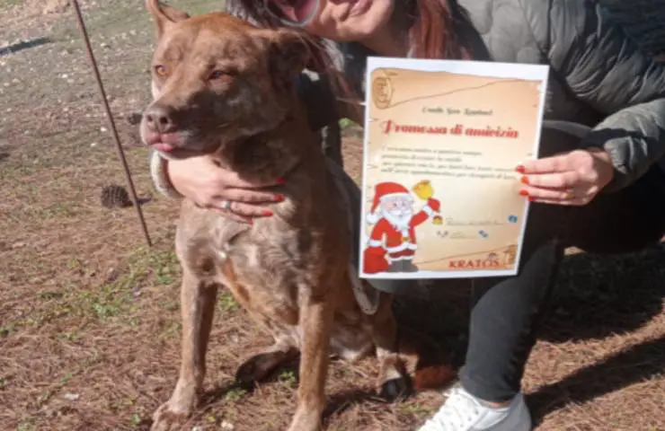 adoptar fiel amigo navideño