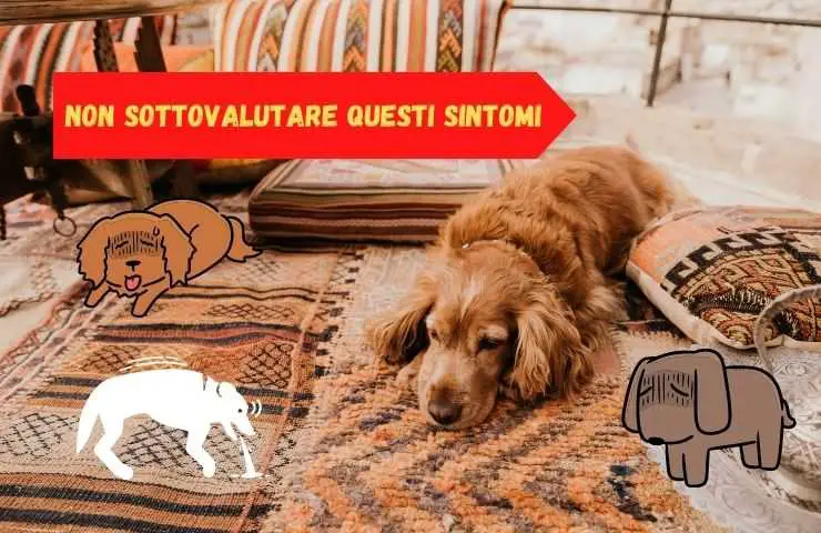 el perro no esta bien
