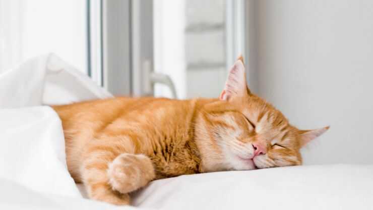 sueño de gato