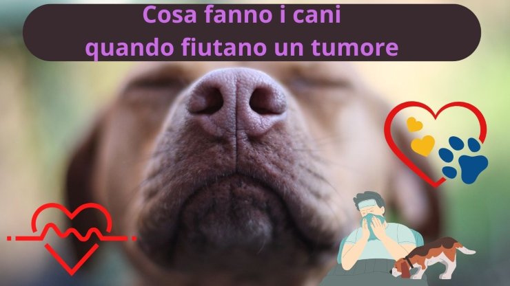 Perro huele enfermedad