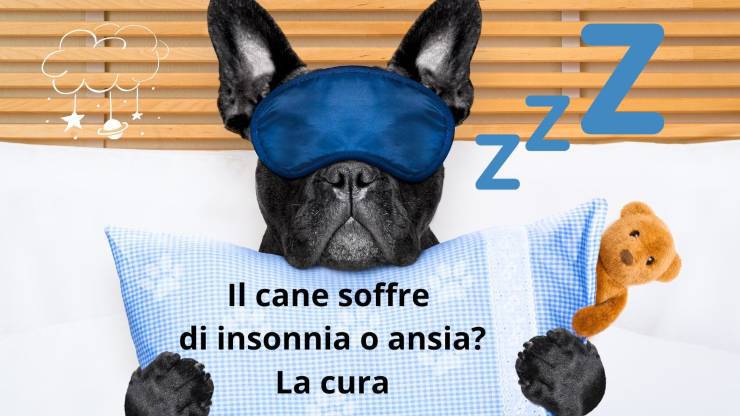 El perro no duerme por la ansiedad y el estrés