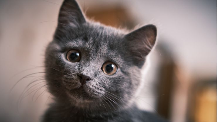 Silbato felino