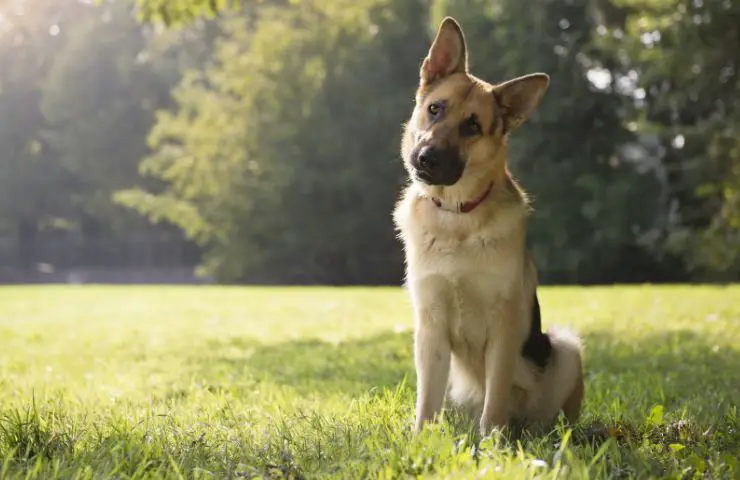 Silbato ultrasónico para perros