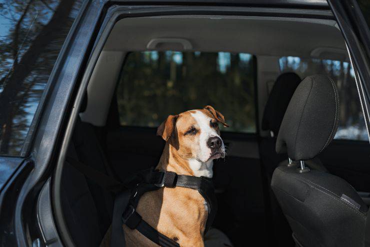 Sin cinturón de seguridad para perros