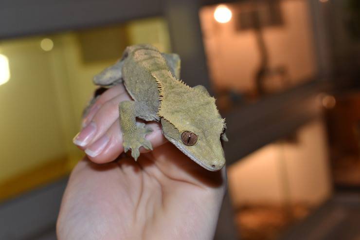 geco crestado