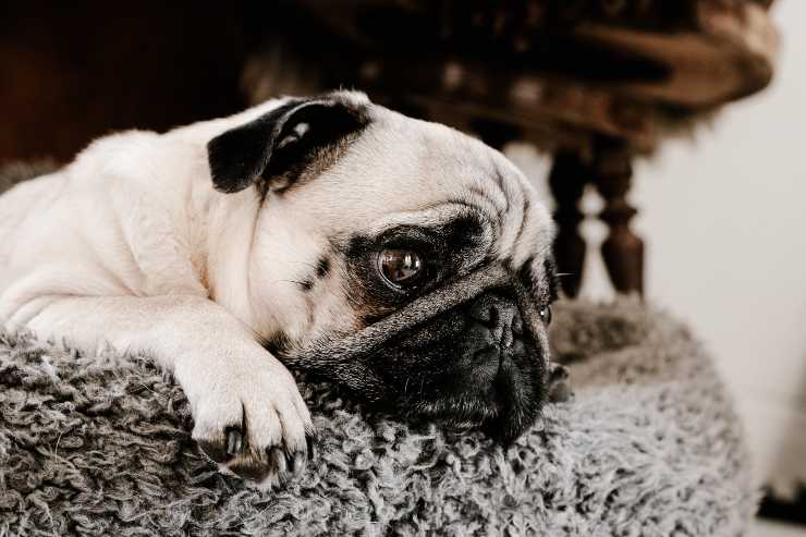 Síndrome vestibular en el perro anciano Síndrome vestibular en el perro anciano