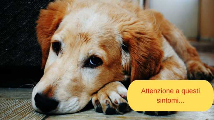 sintomas de leishmaniasis en perros