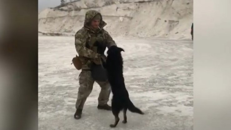 video de soldado con perro