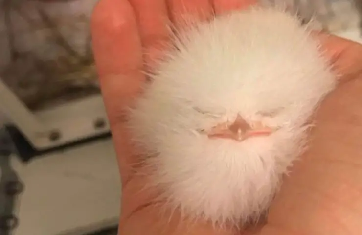 vaina pollito taco blanco