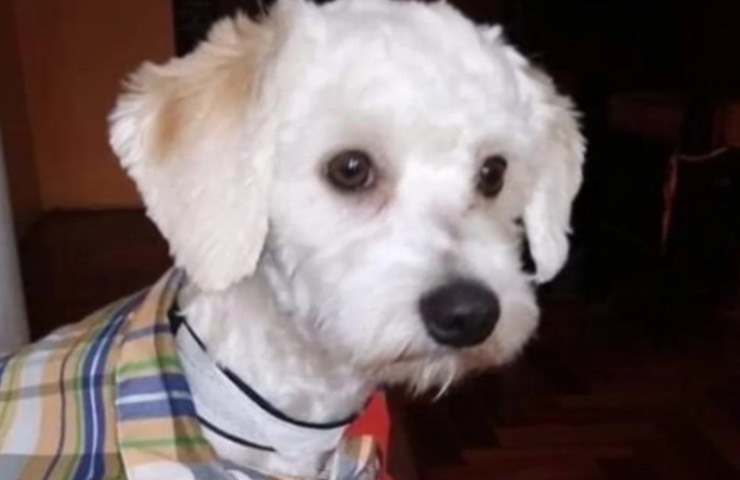 perro luno termina calvario