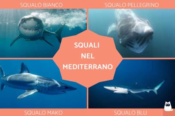 Tiburones en el Mediterráneo