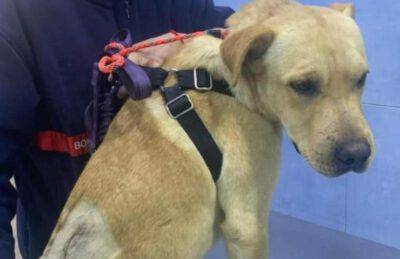 perro desaparecido con cicatriz en la espalda