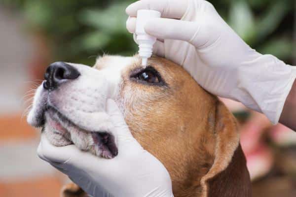 Tobradex para perros: dosis, usos y efectos secundarios