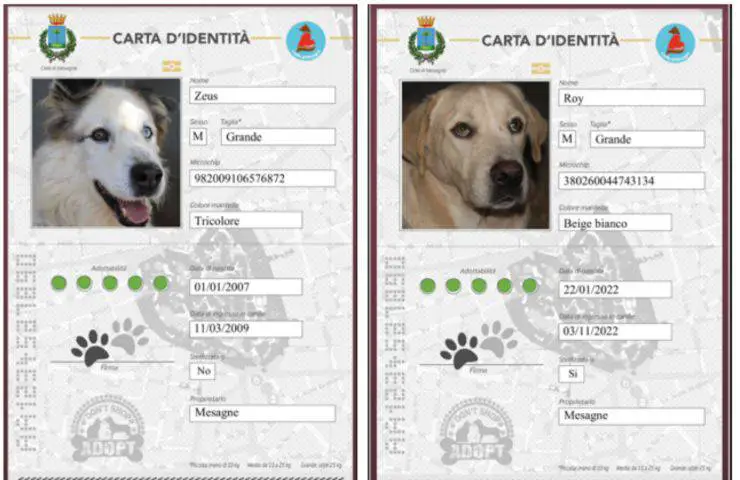 identidad derecho a adoptar cachorros
