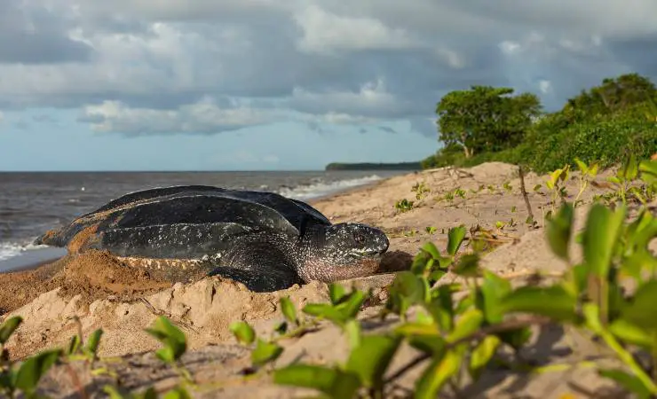 tortuga laúd