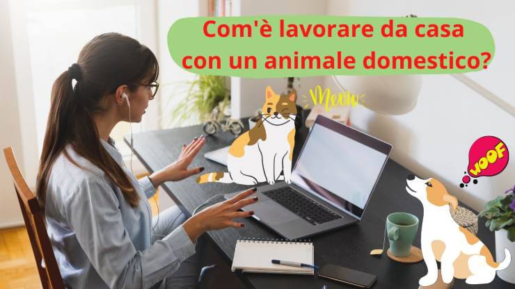 Trabajando con perro y gato