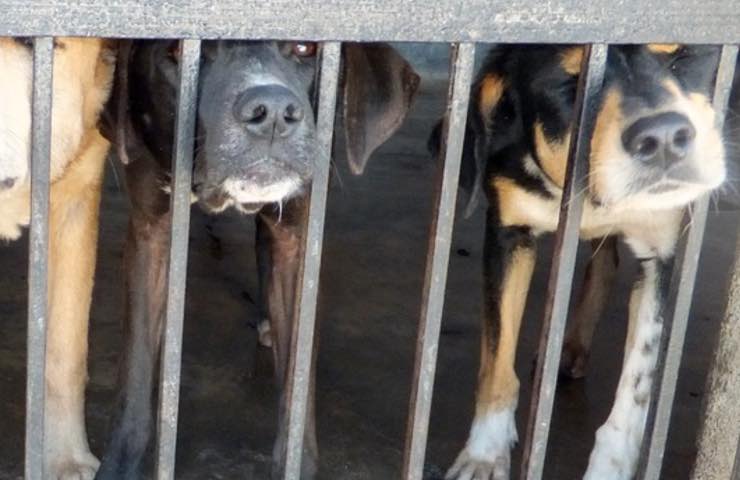 traficantes cientos de cachorros maltratados