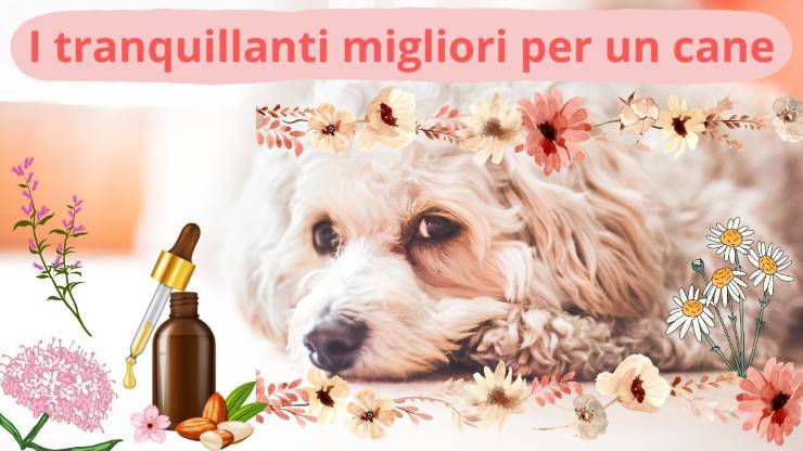 Cómo calmar a un perro