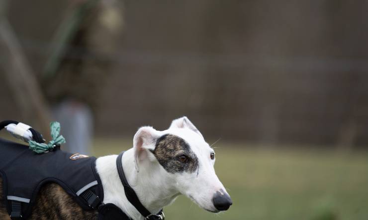galgo