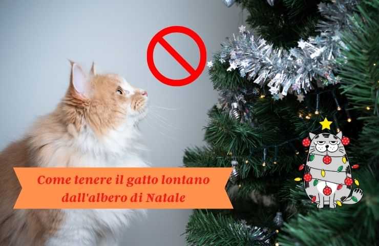El gato mira el árbol de Navidad