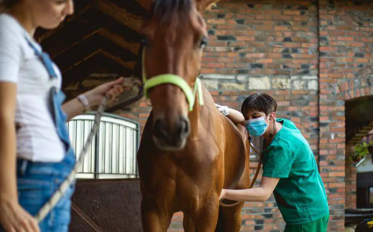 Control de enfermedades en caballos.