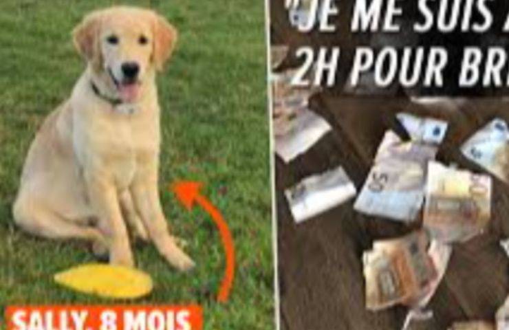 perro Sally billetes rotos