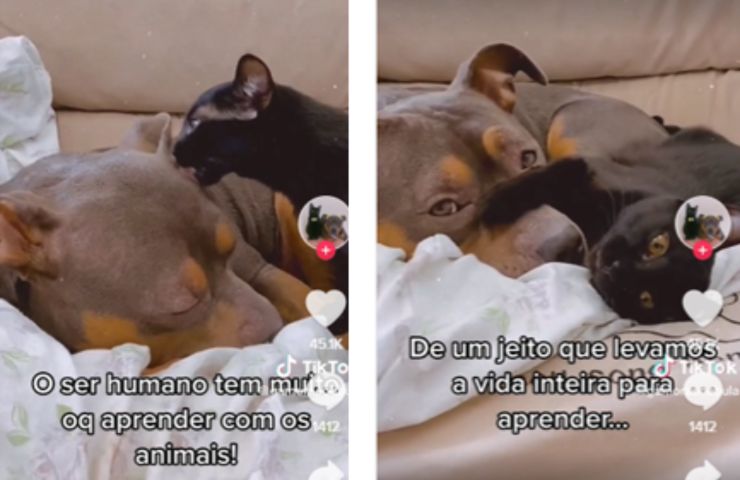 amistad nuevo Nebulinha Gamora