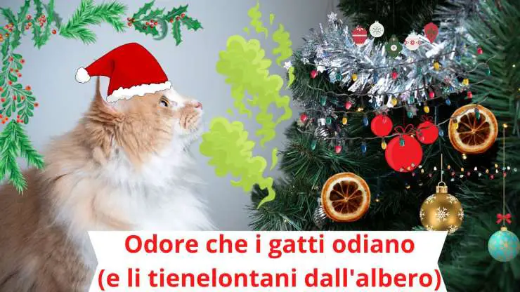 Olor en el árbol de Navidad