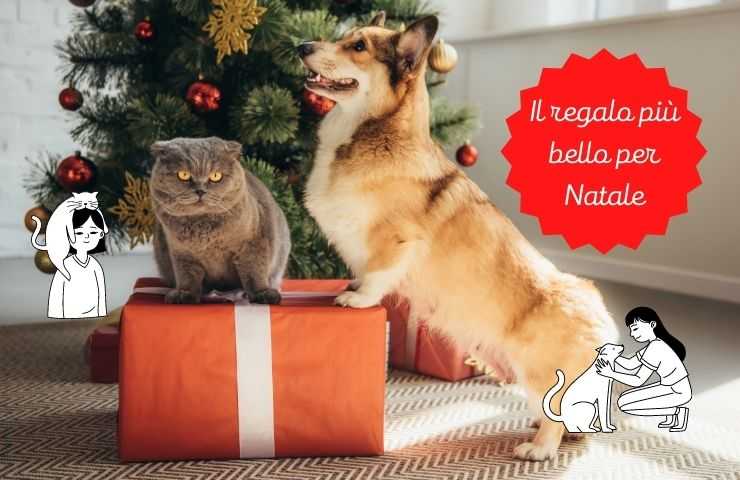 Regalo especial para Navidad.