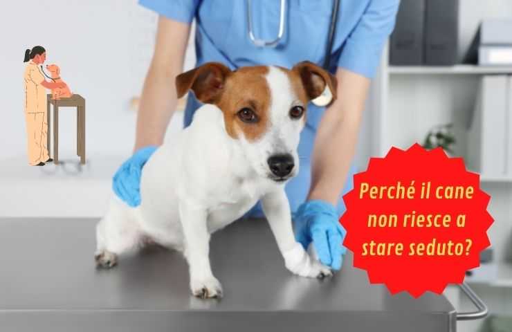 fido no puede sentarse