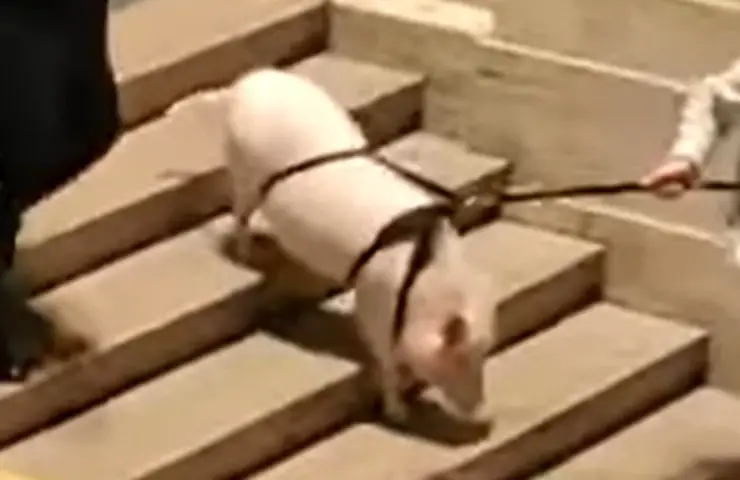 compañía de mascotas de trenes de cerdos