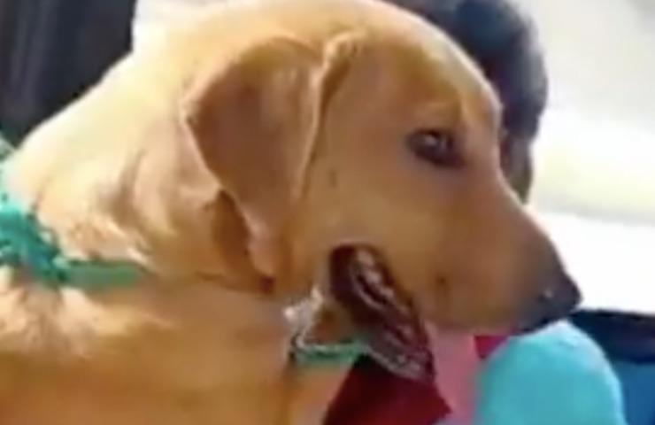 perro viaje juntos detalle