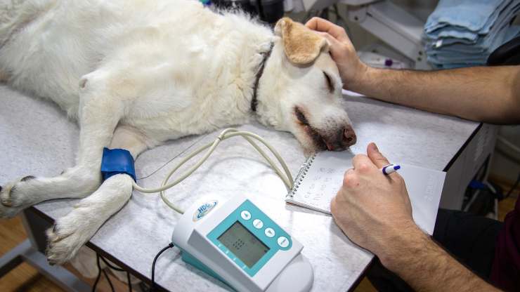 ayuda economica veterinaria