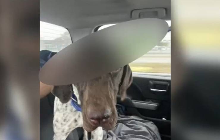 perro flecha del cráneo