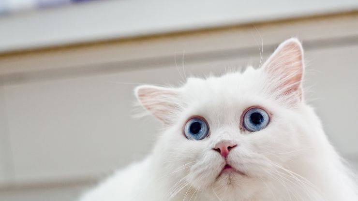 Gatto social de tendencia