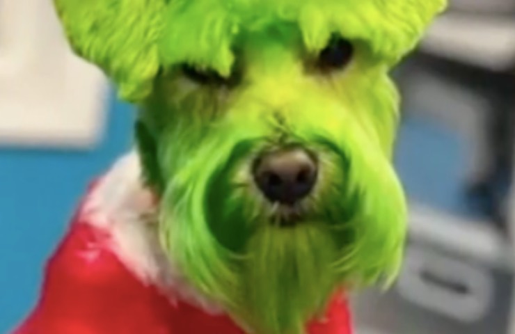 surge el gesto vergonzoso del perro