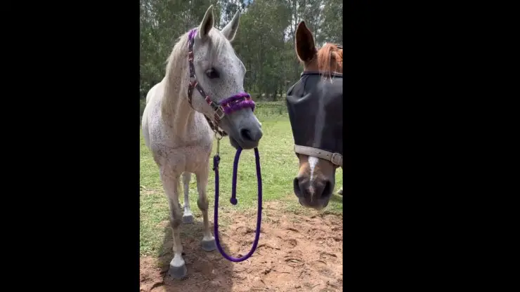 caballo acosado