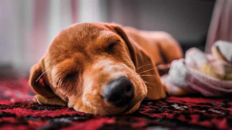 ¿Cómo elige el perro dónde dormir?