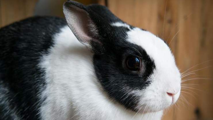 ojos de conejo limpios