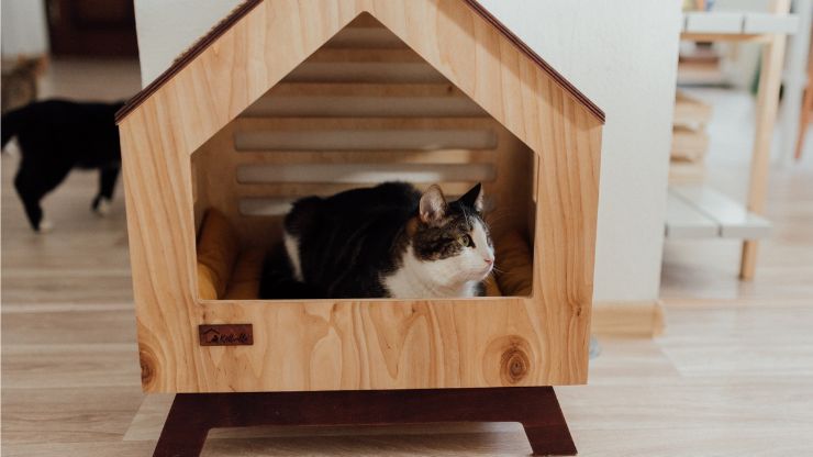 Espacio en la casa del gato