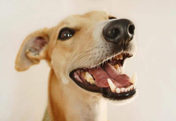 ¿Cuántos dientes tiene un perro?