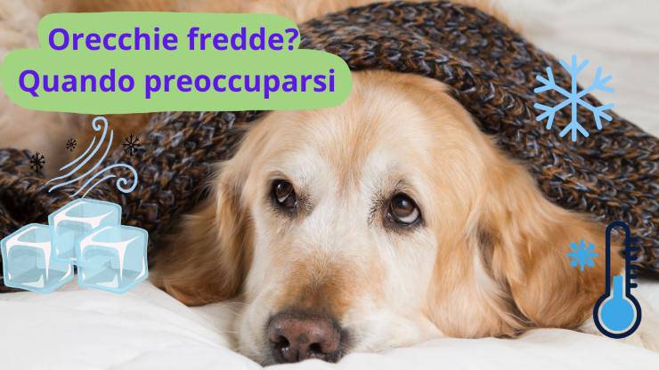 el perro tiene frio