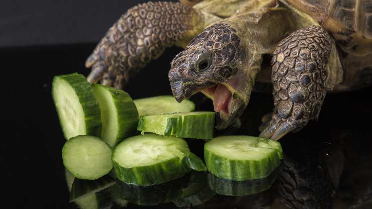 la tortuga puede comer pepino