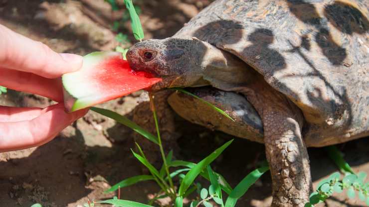 la tortuga puede comer sandia