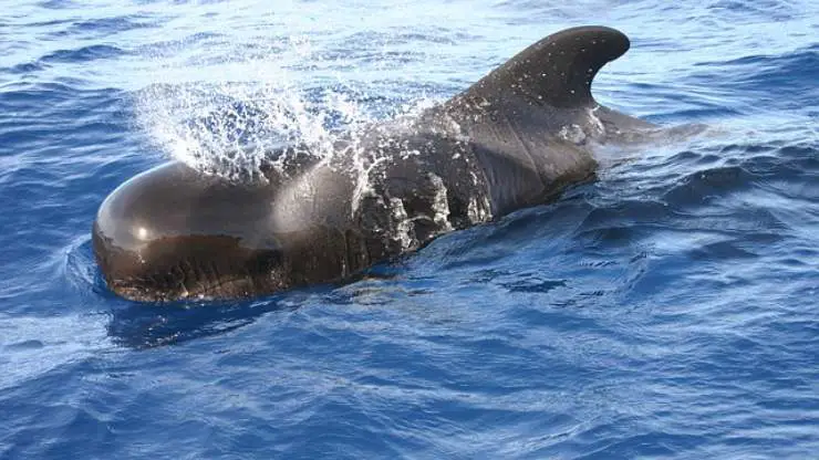 las ballenas tienen sentimientos